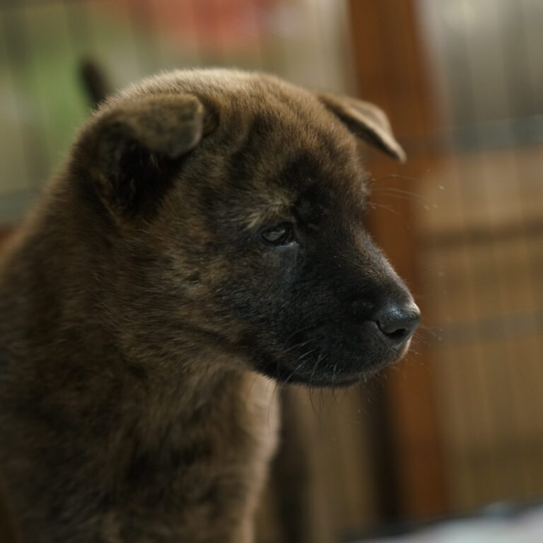 中虎 差尾 雄 2035年〇月〇日生