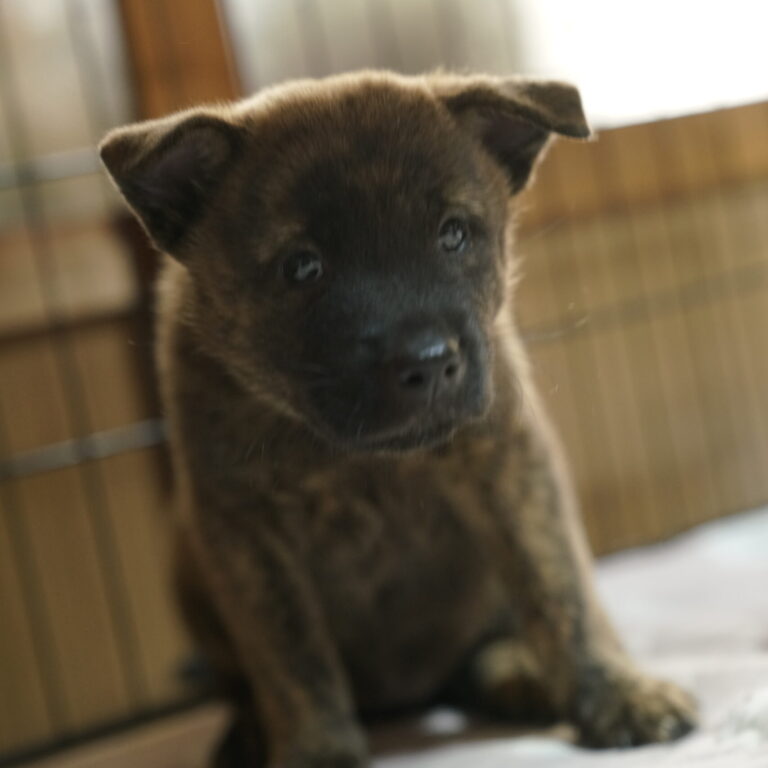 中虎 差尾 雄 2035年〇月〇日生