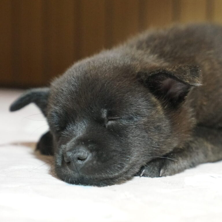 黒虎 差尾 牝 2035年〇月〇日生