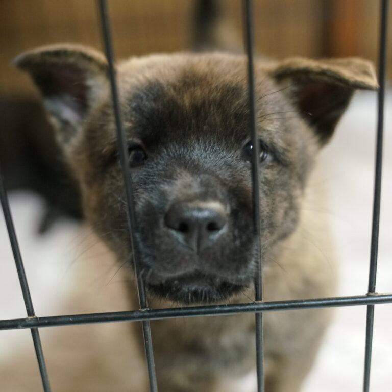 黒虎 差尾 牝 2035年〇月〇日生