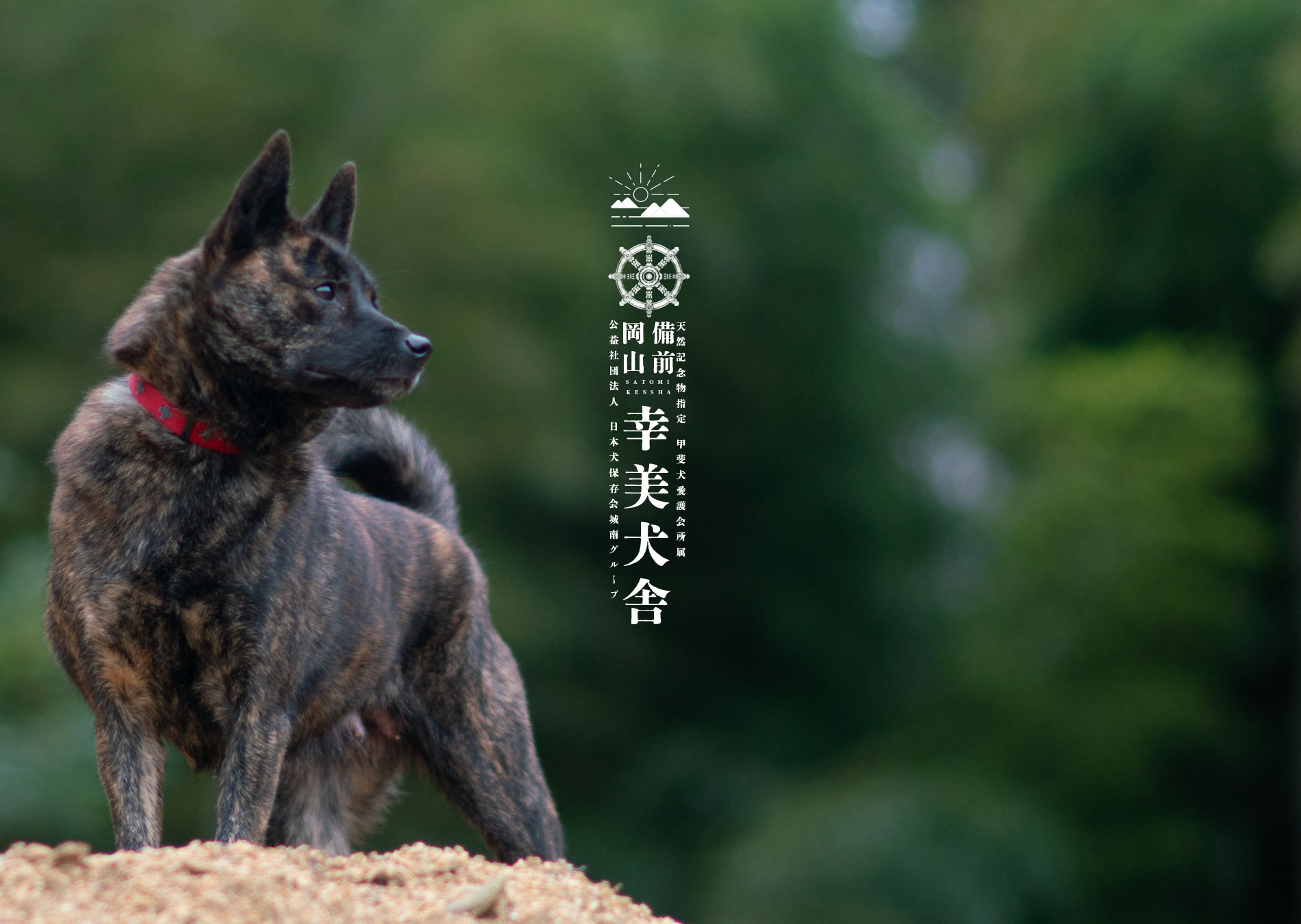 甲斐犬専門犬舎 幸美犬舎