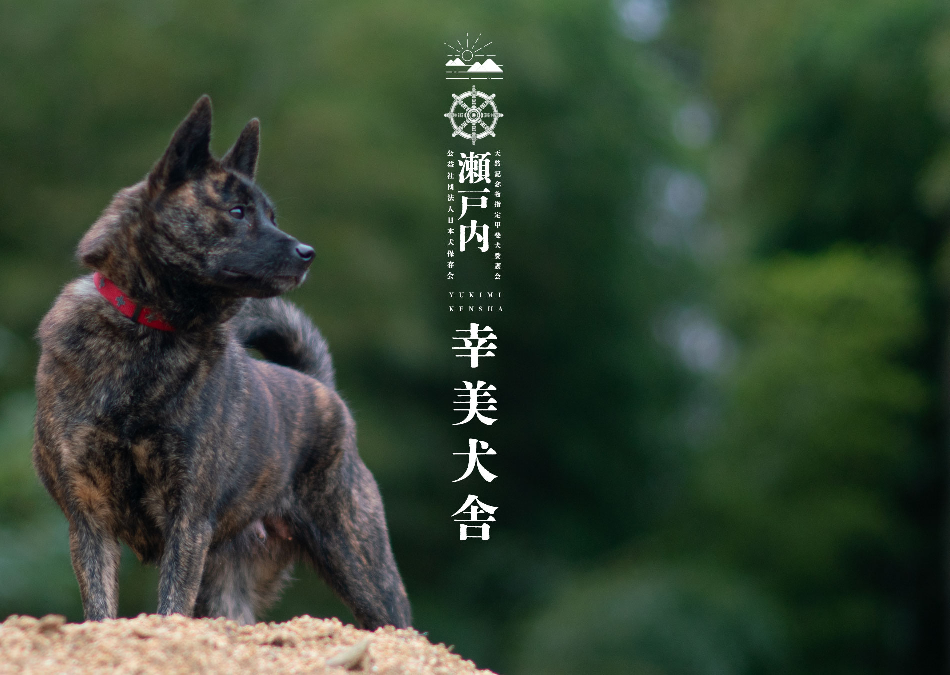 甲斐犬専門犬舎 幸美犬舎